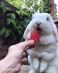 Animals On Instagram The Asmr You Never Knew You Needed Sound On From Blancobun You Never Know You Never Animals