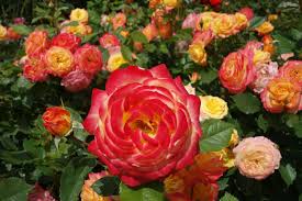 Fotos Von Rosen Pictures Of Roses Roses Rose Rosen Garten Garden Translation Button In Sidebar Rose Holidays And Events Flowers