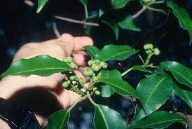 Image result for Excoecaria bussei