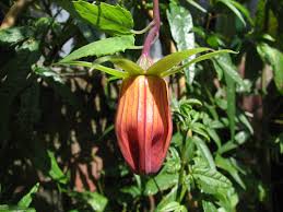 Image result for Canarina