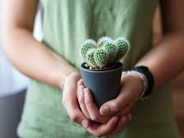 Maybe you would like to learn more about one of these? Lady Finger Cactus Care Guide Sublime Succulents