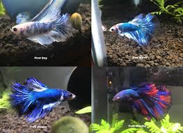 Why Is My Red Betta Fish Turning Blue Quora