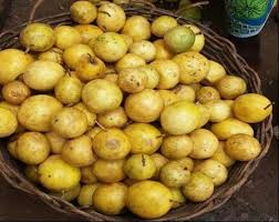 Image result for Clitandra cymulosa