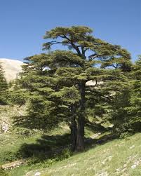 Les Cedres De Dieu Sont L Un Des Vestiges Des Forets Etendues Des Cedres Du Liban Qui Ont Jadis Prospere A Travers Le Mon Weird Trees Cedar Trees Conifer Trees
