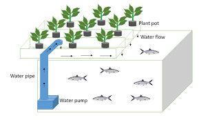 Schematic Diagram Of Milk Fish Aquaponic System Integrated With Water Download Scientific Diagram