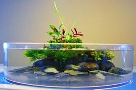 Wabi Kusa Indoor Water Garden Planted Aquarium Garden Terrarium