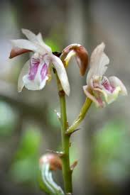 Image result for Oeceoclades maculata