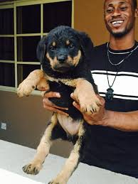 Both parents can be seen at owners home. Female Rottweiler Puppy Alaba International Market Lagos Nigeria Dogs Puppies Lagos Public Ads