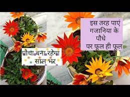 Pin On You Tube Hindi Plant Care Tips
