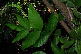 Image result for Markhamia zanzibarica