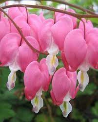 I Love These Turn The Photo Upside Down Now You Have Ladies In A Bathtub Pretty Flowers Amazing Flowers Flowers