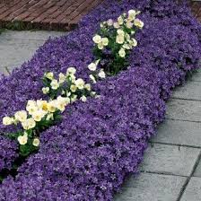 Polster Glockenblume Pflanzen Stauden Glockenblume