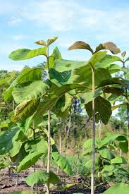 Image result for Tectona