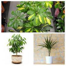 Maybe you would like to learn more about one of these? House Plant Types Categories Of Indoor Plants