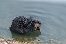 Let's discuss eleven control methods on how to get rid of muskrats from your property permanently. Muskrat Removal Service Get Rid Of Muskrats In Columbus Ohio