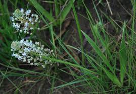 Image result for Schizocarphus nervosus