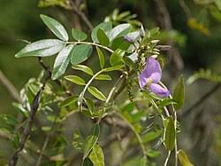 Image result for Mundulea