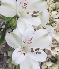 Imaging and the amount of supply of goods of the group «cut flowers and flower buds fresh, dried, dyed, bleached». What Flowers Are In Season In Summer In South Africa Epanouir Flower Studio