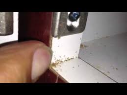 mites in the pantry youtube