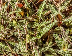 Image result for Xerophyta pauciramosa