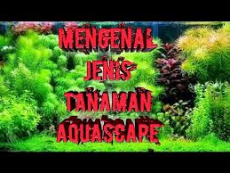 Kalau tanaman yang kita pilih tidak memiliki akar, atau menyerap nutrisinya lewat daun, tapi jika menggunakan jenis tanaman air yang mampu menyerap nutrisi melalui daun, pemberian puuk ini bisa dihilangkan untuk menghemat biaya. Mengenal Jenis Jenis Tanaman Aquascape Untuk Pemula Youtube