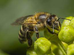 Whether a flower is deep or shallow, red or yellow, generous with nectar or stingy. Bee Species In Canada