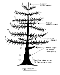 Shipped with arrive alive guarantee. Do Pine Trees Ever Stop Growing Progardentips