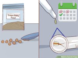 How To Care For Triops 13 Steps With Pictures Wikihow