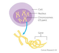 * more research is needed to confirm a link between this cancer type and an inherited mutation in this gene. Family History And Inherited Cancer Genes Cancer Research Uk