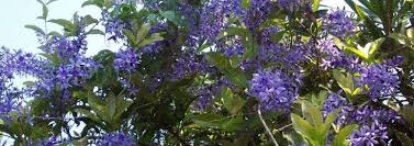 Maybe you would like to learn more about one of these? Petrea Species Bluebird Vine Queen S Wreath Sandpaper Vine Petrea Volubilis
