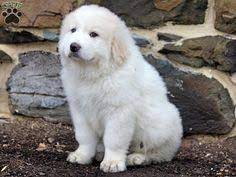 Find local great pyrenees puppies for sale and dogs for adoption near you. Barb Hoover Beh373 Profile Pinterest