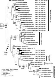 Image result for Oncinotis