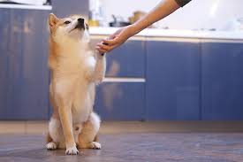 Since it contains almost 92% water content, watermelon is not only low in calories; Can Dogs Eat Cantaloupe Is Cantaloupe Good For Dogs