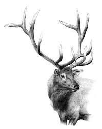 Elk Drawing Google Zoeken Elk Drawing Deer Drawing Elk Tattoo