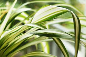 Thylakoide in stapeln, chlorophyll a und b (ähnlich nur prochlorophyten isoëtales: Grunlilie Chlorophytum Comosum Pflege Anleitung