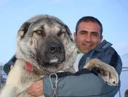 Pin By Sharon Kinsey On Animals Kangal Dog Giant Dogs Dogs