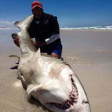 See 125 unbiased reviews of struisbaai sea shack, rated 4.5 of 5 on tripadvisor and ranked #1 of 8 restaurants in struisbaai. Shark Fishing Struisbaai Steemit