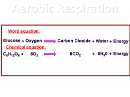 Which words are missing from the equation for photosynthesis? Making Sense Of Respiration Igcse Biology 1 1