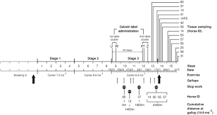 Image result for training effect schema
