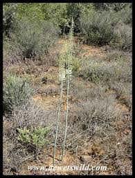 Image result for Drimia altissima