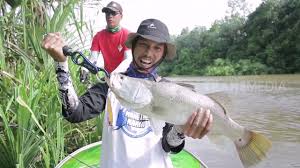 Kakap putih adalah suatu jenis ikan berpindah dalam keluarga latidae dari ordo perciformes. Mancing Mania Monster Kakap Putih Di Venaha 03 11 18 Part 2 Youtube