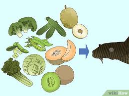 After it's thoroughly blended i heated it just to a boil and added a couple packages of agar. 3 Ways To Feed A Pleco Wikihow