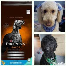 Purina Pro Plan for puppies recommendations