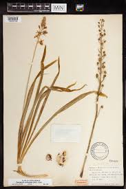 Image result for Scilla benguellensis