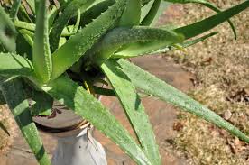 Skinny aloe vera smoothie ingredients: How To Care For Aloe Vera Plant