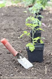 Saving them in the peppers sounds like a great way to store them if the peppers get really crispy dry. Creative Vegetable Gardener Diy Tomato Cage How To Make The Best Affordable Option Creative Vegetable Gardener