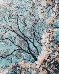 Sakura, kau cantik sekali malam ini. Sakura Tree In Bloom Photo Free Flower Image On Unsplash Pemandangan Anime Pemandangan Binatang Buas