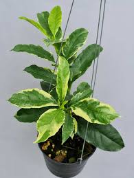 Image result for hoya multiflora