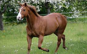 Quarter Horse Hereditary Equine Regional Dermal Asthenia Ufaw