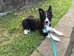 This Is Skye At 16 Weeks Old Our Sweet Border Collie Border Collie Puppies Collie Puppies Collie